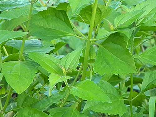 Creative Farmer Communist Pacha (Chromolaena Odorata) Siam Weed Rare Medicinal Live Plant (Healthy Live Plant) 2