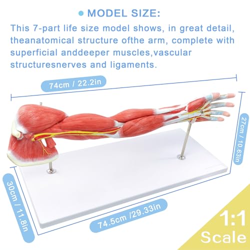 NEW HORIZON Human Arm Anatomical Muscle Model Anatomy Arm Model, Upper Limb Muscle Model Shoulder Anatomy Model Muscular Hand Model – 7 Pieces, Life Size, Includes Base 3