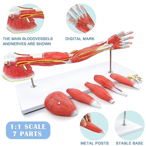 NEW HORIZON Human Arm Anatomical Muscle Model Anatomy Arm Model, Upper Limb Muscle Model Shoulder Anatomy Model Muscular Hand Model – 7 Pieces, Life Size, Includes Base 2