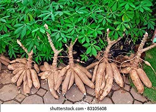 Creative Farmer Kerala Kappa Tapioca, Manihot Esculenta Or Cassava Stem Cuttings For Growing Natural Live Plant (Healthy Plant) 6