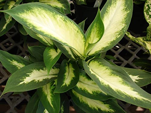 Creative Farmer Air Purifier Plant Dieffenbachia White Flame Indoor Mini Decorations (Best Healthy Live Plant) 3