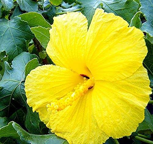 Gurveplantationi® - Hibiscus Gudhal Flower Plant Live with Beautiful Plastic Pot. (Hibiscus Flower Plants, Yellow) 1
