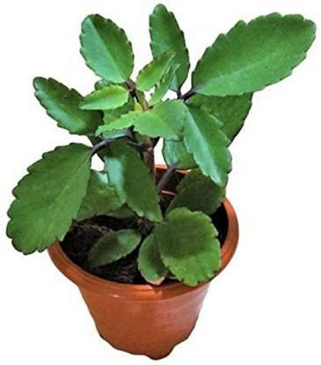 Creative Farmer Ilamulachi Bryophyllum Pinnatum Live Patharchatta Plant (Healthy Live Plant) 2