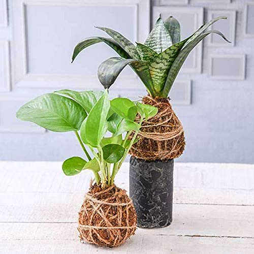 Mphmi Indoor Air Purifier Moss Balls - Kokedama