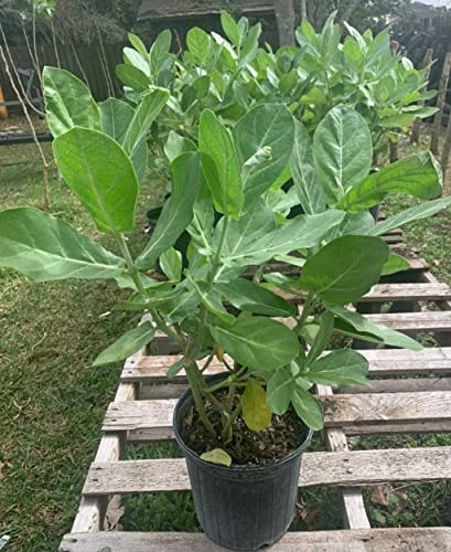 Creative Farmer Erukku (Calotropis) Milk Weed/Crown Flower Bili Ekkada Gida Ganpati Gigantea Living Plant Poly Bag (Healthy Live Plant) 3