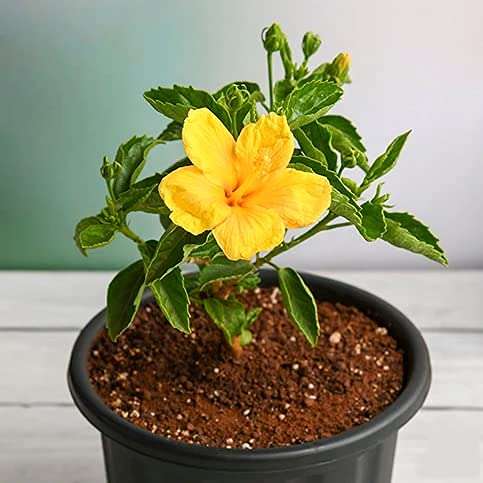 Gurveplantationi® - Hibiscus Gudhal Flower Plant Live with Beautiful Plastic Pot. (Hibiscus Flower Plants, Yellow) 3