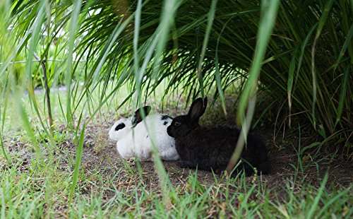 Rokinon 35mm f/1.4 Lens for Canon Cameras 6