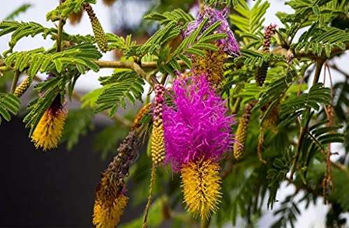 OhhSome Shami - Plant (Vanni Maram) Live Tree Prosopis Cineraria Banni Jam Dhaniushta Nakshatra Patra Sami Chikur Chonkar Paudha Jammi Chettu Jandi Khejri Parampu Somi (Healthy Live Plant) 1
