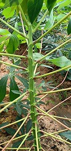 Creative Farmer Kerala Kappa Tapioca, Manihot Esculenta Or Cassava Stem Cuttings For Growing Natural Live Plant (Healthy Plant) 3