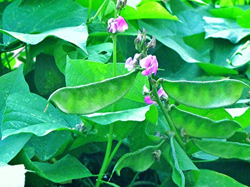 Hyacinth, Papdi Beans, simba, Dolichos Bean, Avarai (75 Seeds) 1