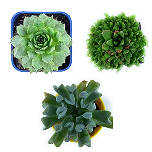 Ohhsome Succulents Assorted Succulent Combo Home & Office Desk - (Set Of Any 3 Combo)