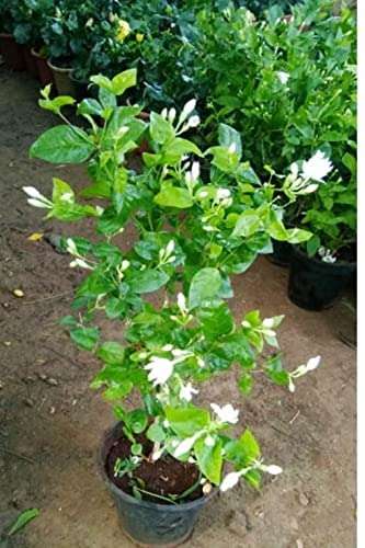 Linaa Live Mogra Jasmine Beli Flower Plant 1
