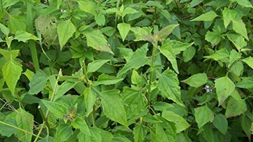 Creative Farmer Communist Pacha (Chromolaena Odorata) Siam Weed Rare Medicinal Live Plant (Healthy Live Plant) 4