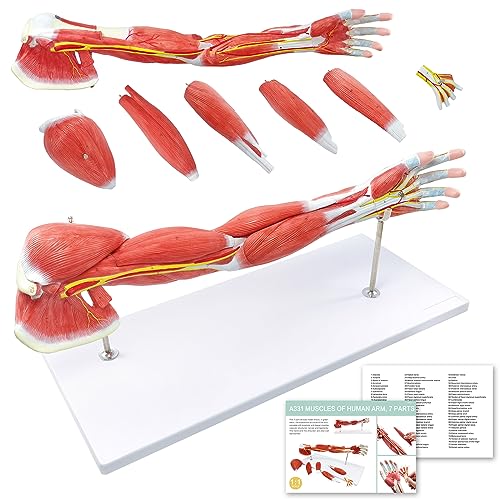 NEW HORIZON Human Arm Anatomical Muscle Model Anatomy Arm Model, Upper Limb Muscle Model Shoulder Anatomy Model Muscular Hand Model – 7 Pieces, Life Size, Includes Base 1