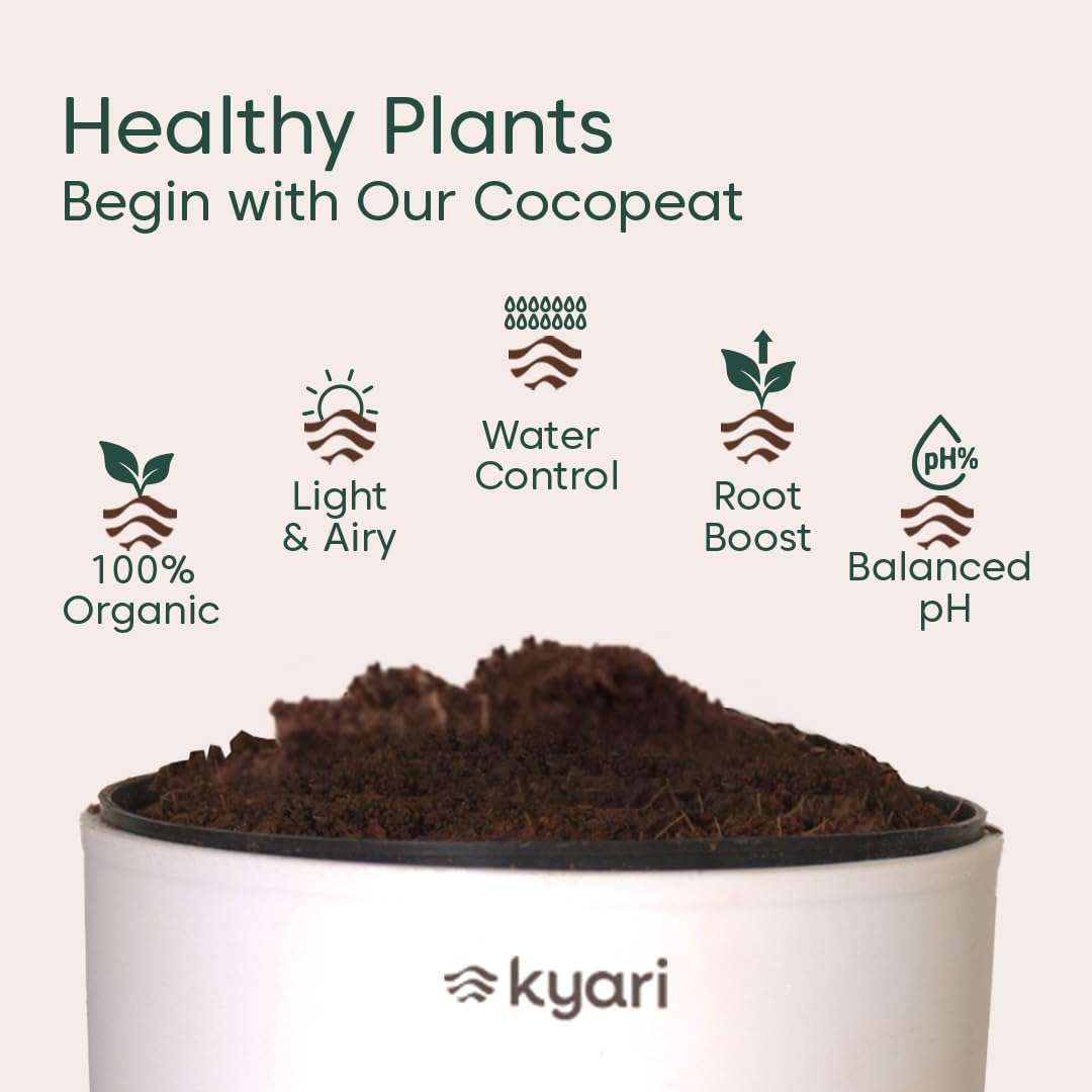 KYARI Jade Indoor Plants for Living Room | Live Plant | Plants with White Pot for Home | Air purifier plants | Plants for Home & Office 5