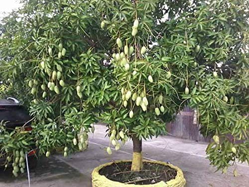 SIAM GARDEN Sweet Catimon Mango All Season Catimon Mango Live Plant 1