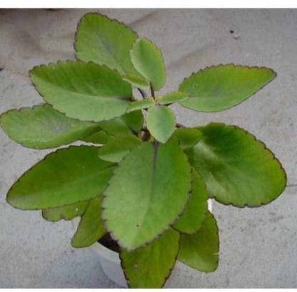 Creative Farmer Ilamulachi Bryophyllum Pinnatum Live Patharchatta Plant (Healthy Live Plant) 3