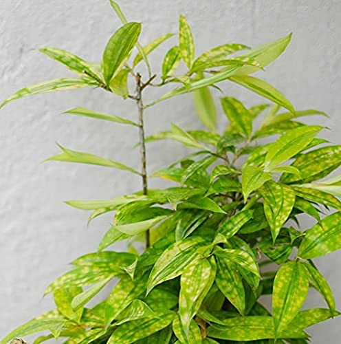 Creative Farmer Yellow Milky Bamboo Indoor Plant For Balcony (Healthy Live Plant) 2