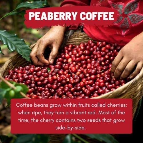 Toffee Coffee Roasters | Peaberry Coffee | Single Origin Coffee | 100% Arabica | Medium Roast | Coffee Notes: Sweet with Delicious Aftertaste | Grind: Home Espresso Machine| Freshly Roasted | 500 gms 3