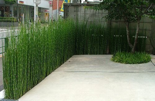 Green Paradise Water Bamboo Equisetum Live Healthy water Plant With Beautiful Pot 3
