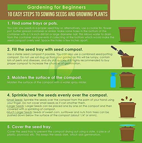 Vibex-™ VXI-783-Home Gardening Planting Herb Seeds Thai Basil 2