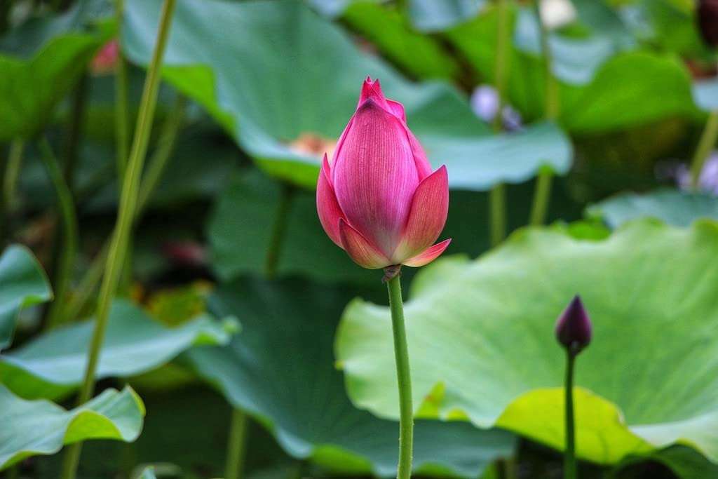 Creative Farmer Live Lotus - Pink (Nelumbo Nucifera) Home Plant Garden Healthy Live (Healthy Live Plant) 3