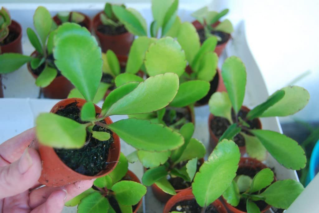 Creative Farmer Ilamulachi Bryophyllum Pinnatum Live Patharchatta Plant (Healthy Live Plant) 1