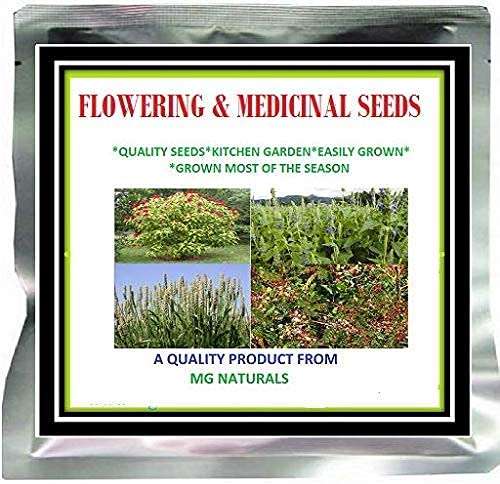 ILUPPAI/MAHUA/MAHUA LONGIFOLIA SEEDS 300 GM (300 SEEDS PER PACKET) 5