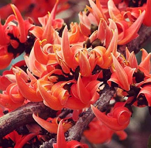 VIJAYALAKSHMI Dry Tesu Ke Phool 150 Grm - Palash Ke Phool - Dhak Ke Phool - Bute a Monosperma - Tesu phool - Flower of Palash - Phool Tesu - Dhak Phool 5