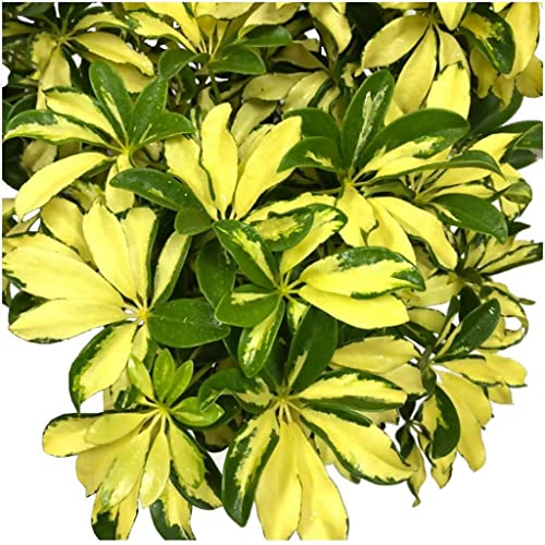 Creative Farmer Table Plant Schefflera Verigated, 10 Cm Potplant For Indoor Or Decorating Home (Exotic Live Healthy Plant) 4
