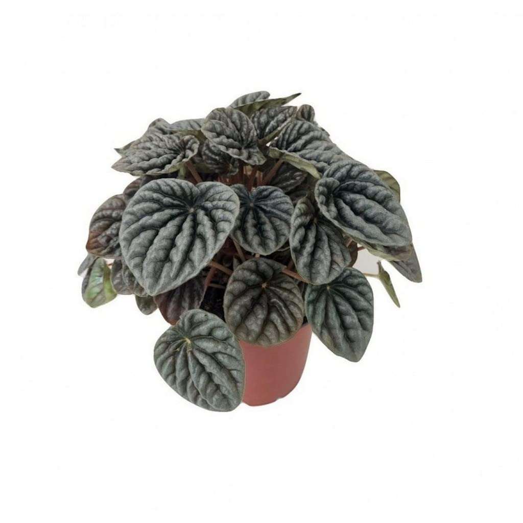 OhhSome Indoor Plant Décor Peperomia Caperata/Emerald Ripple Pepper Himalayas Heart-Shaped Leaves Napoli Purple Nights Live Red All Pet Friendly Plants For Home Decoration (Healthy Plant) 2