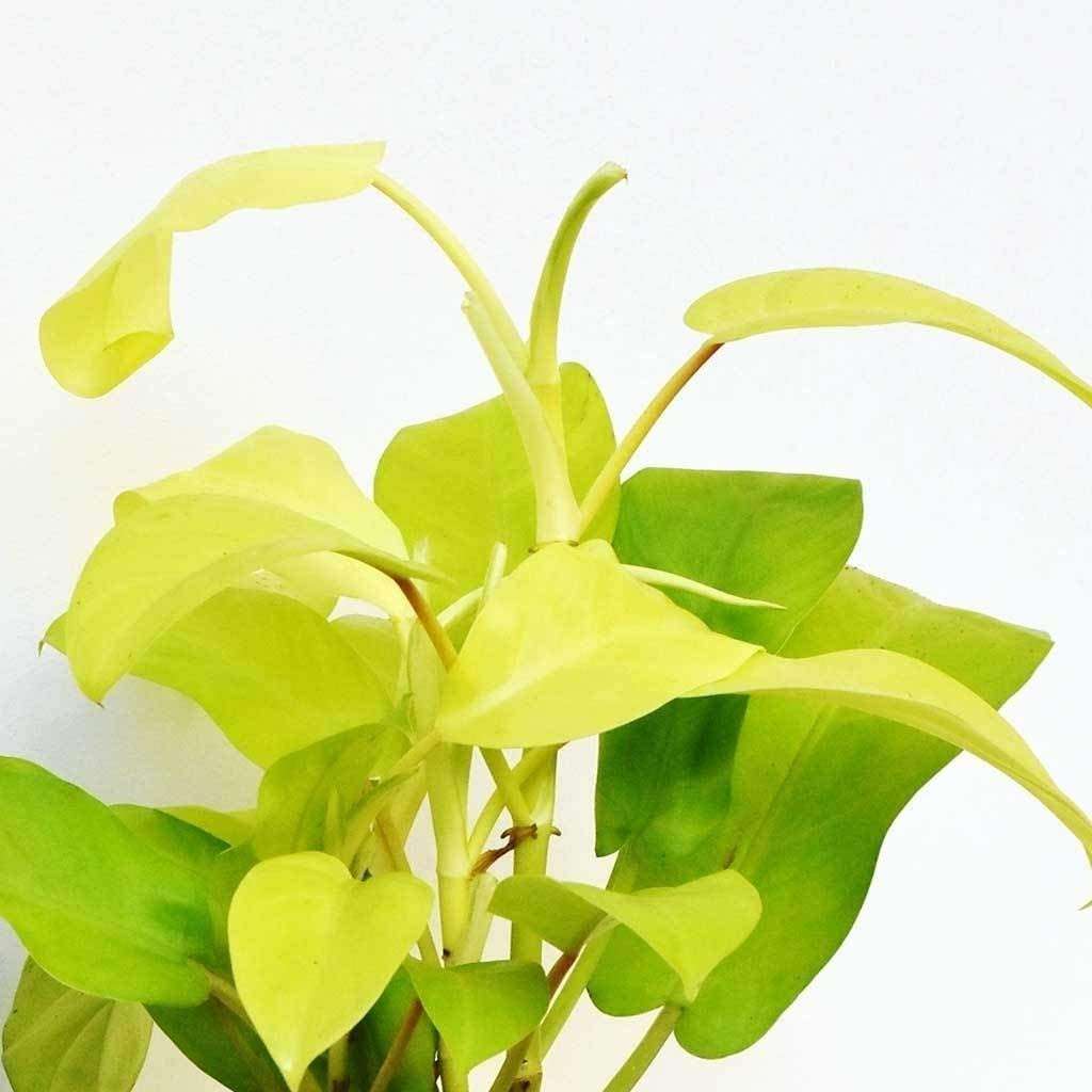 OhhSome Indoor Plant Office Ceylon Golden Philodendron Live Plants (Healthy Plant) 3
