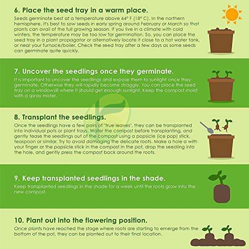 Vibex-™ VXI-783-Home Gardening Planting Herb Seeds Thai Basil 3