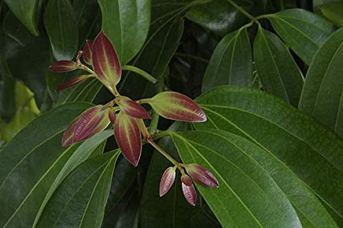 Healthy Vibe® Live Plant Karuvapatta (Cinnamon) Garden Dalchini - True Tree, Bark Herb Plant (1 Healthy Live Plant) 1