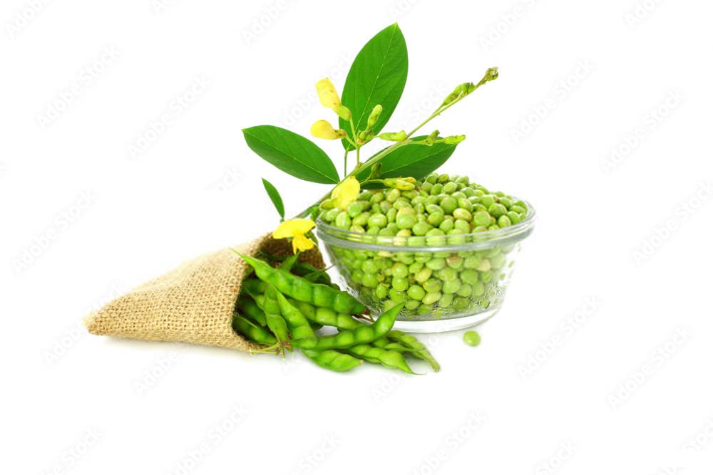 Vegetable Seeds | Pigeon Pea | Home | Farming | Garden | Kitchen | Hybrid | Planting | Terrace | Balcony | Eating | Guandules | Tur Fali | Tuver Sing | Tuvar Beans - 25 Gram : 173 Seed 6