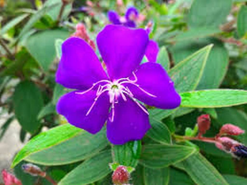 OhhSome Melastoma Plant Malabathricum - Flowering Shrubs Garden Live Nursery Indoor Outdoor Living Plants (Healthy Plant) 4