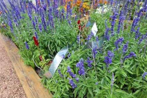 Bird-X Irri-Tape, Holographic Bird Scare Tape, Iridescent Foil Reflective Tape for Multi-Sensory Attack, Easy to Install, 2" W x 25' L 4