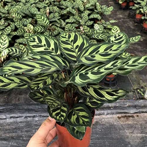 Creative Farmer Indoor Plants Calathea Makoyana, 12 Cm Potbrilliant Pink Leaves (Air Purifier Healthy Live Plant) 4