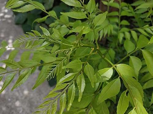 CooPany® Curry Patta Plant/Curry Leaves Herb Healthy Live Plant 2 to 4 Feet Height Plant 2