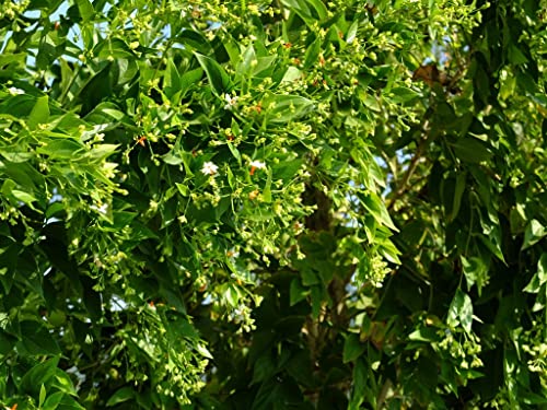 Creative Farmer Pavizhamalli (Nyctanthes Arbor-Tristis) Night Jasmine, Parijat For Golden/Yellow Flowers Spring And Summer Medicinal Plant (Healthy Live Plant) 4