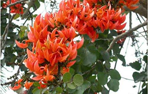 VIJAYALAKSHMI Dry Tesu Ke Phool 150 Grm - Palash Ke Phool - Dhak Ke Phool - Bute a Monosperma - Tesu phool - Flower of Palash - Phool Tesu - Dhak Phool 3