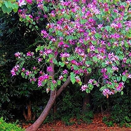 SHOP 360 GARDEN Bauhinia Purpurea, Purple Orchid Tree, Butterfly tree, Pink butterfly tree, Purple bauhinia, Purple butterfly, Kaniar, Laal kachnar Purple Orchid Tree Seeds - Pack of 20 Seeds 2