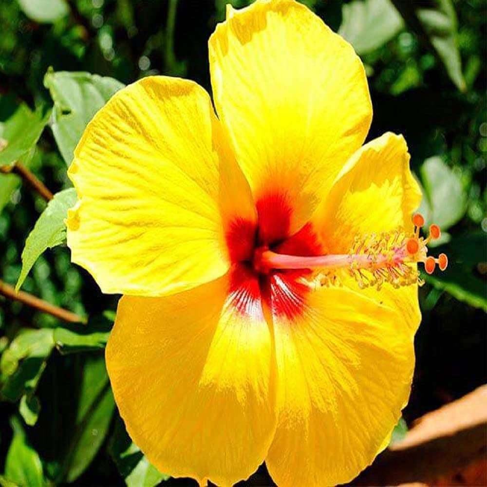 Gurveplantationi® - Hibiscus Gudhal Flower Plant Live with Beautiful Plastic Pot. (Hibiscus Flower Plants, Yellow) 5