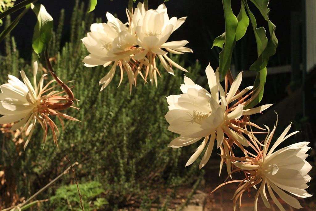 Creative Farmer Nishagandhi Plant (Epiphyllum Oxypetalum) Flowering Live (Healthy Live Plant) 3