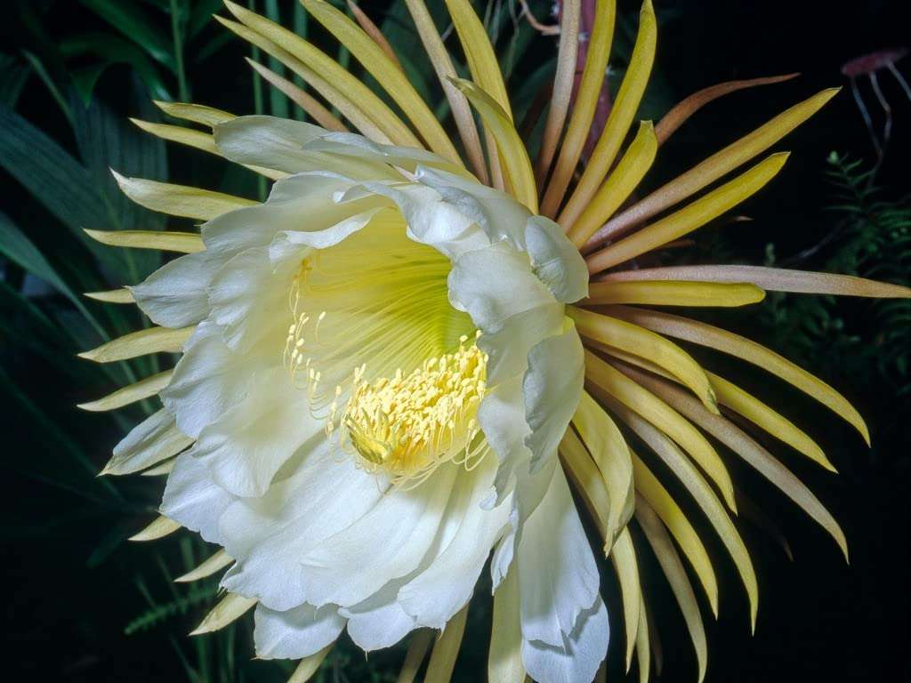 Creative Farmer Nishagandhi Plant (Epiphyllum Oxypetalum) Flowering Live (Healthy Live Plant) 2