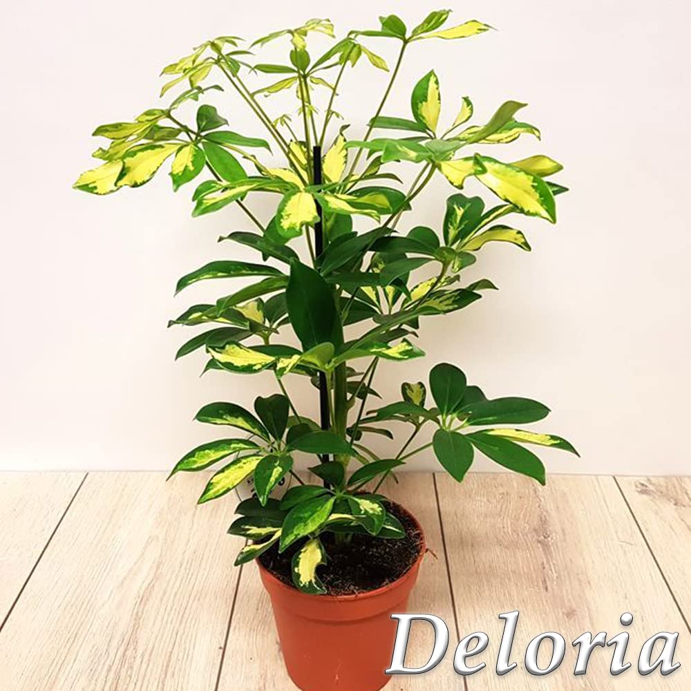 Delorea live Sheffera plant, Beautiful indoor plant for glowing decor look around garden and indoor 6