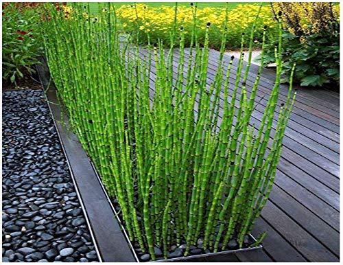 Green Paradise Water Bamboo Equisetum Live Healthy water Plant With Beautiful Pot 1