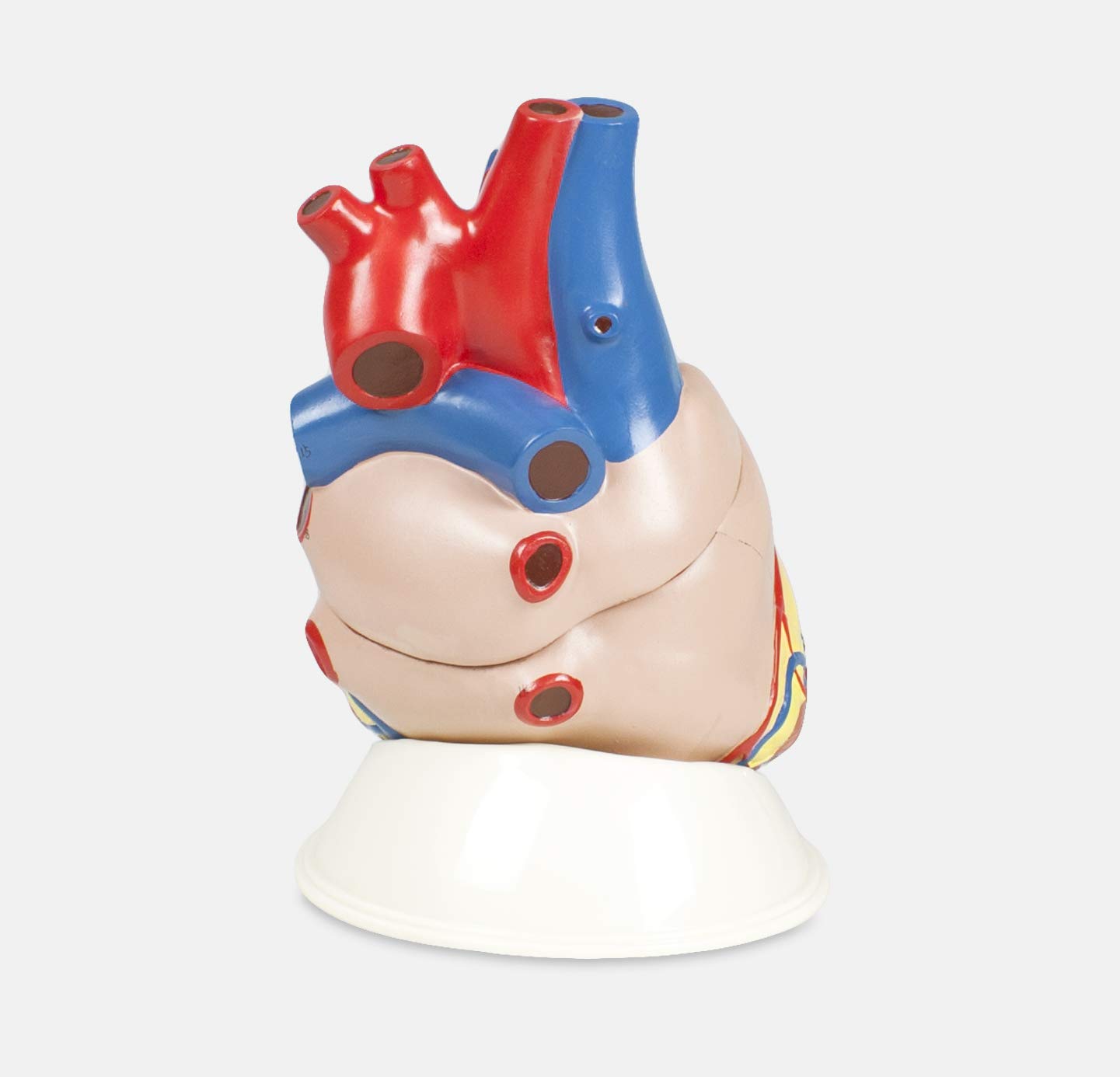 Vision Scientific VSA471 Jumbo Human Heart Model | 3 Parts, 5X Natural Size | Shows External and Internal Anatomy Detail with Ventricles, Atria, Valves, Veins, and Aorta | Labelled Diagram Included 4