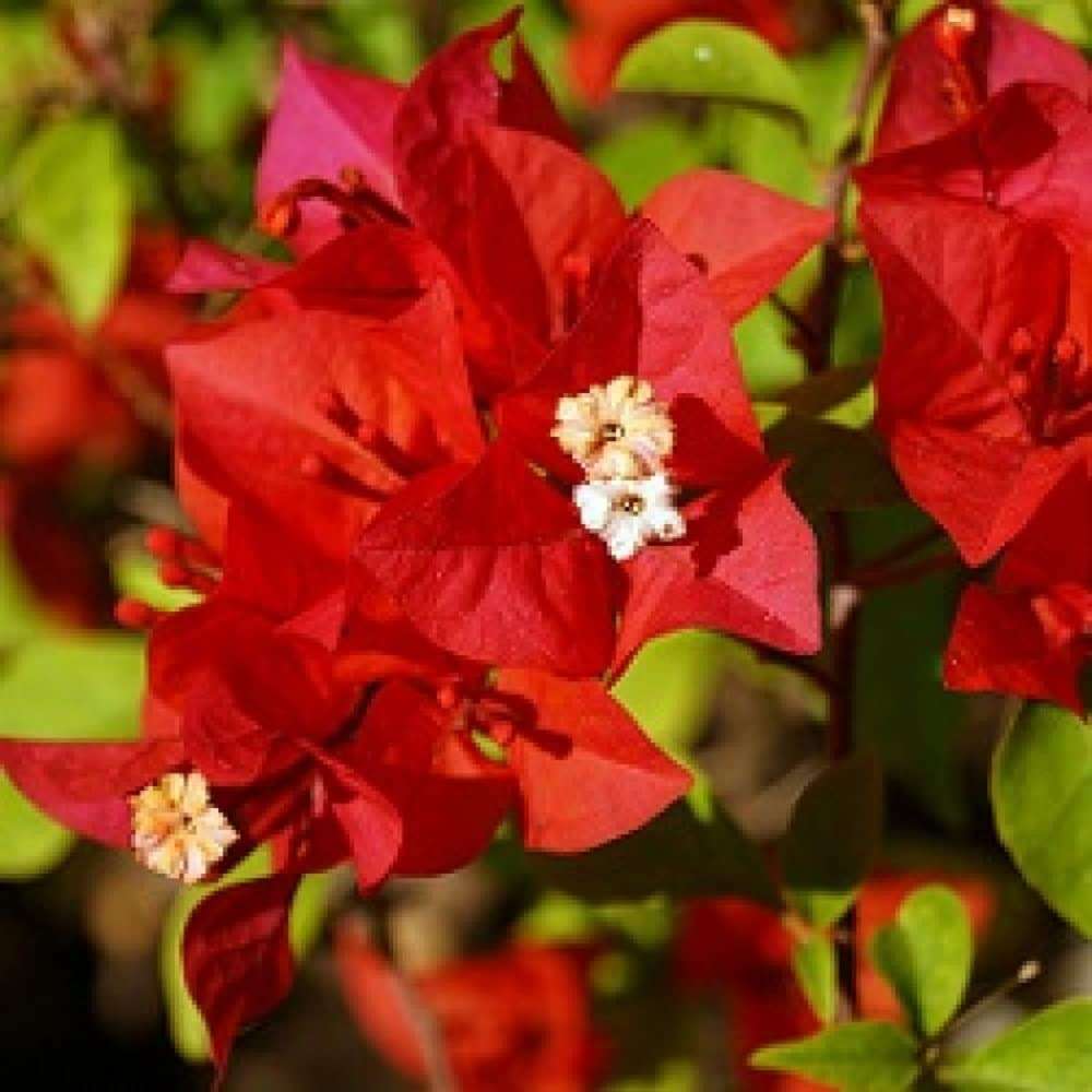 Organix.Rosa Bougainvillea Red Flower Live Plant By The Roop Nursery 3