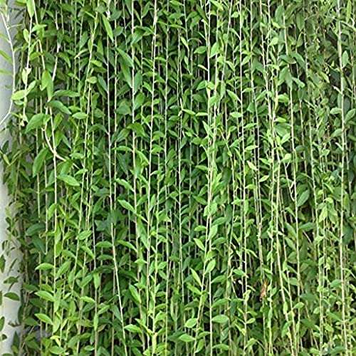 OhhSome Curtain Creeper Parda Vel Vernonia Elaegnifolia Live Plant Outdoor Balcony (Healthy Plant) 1